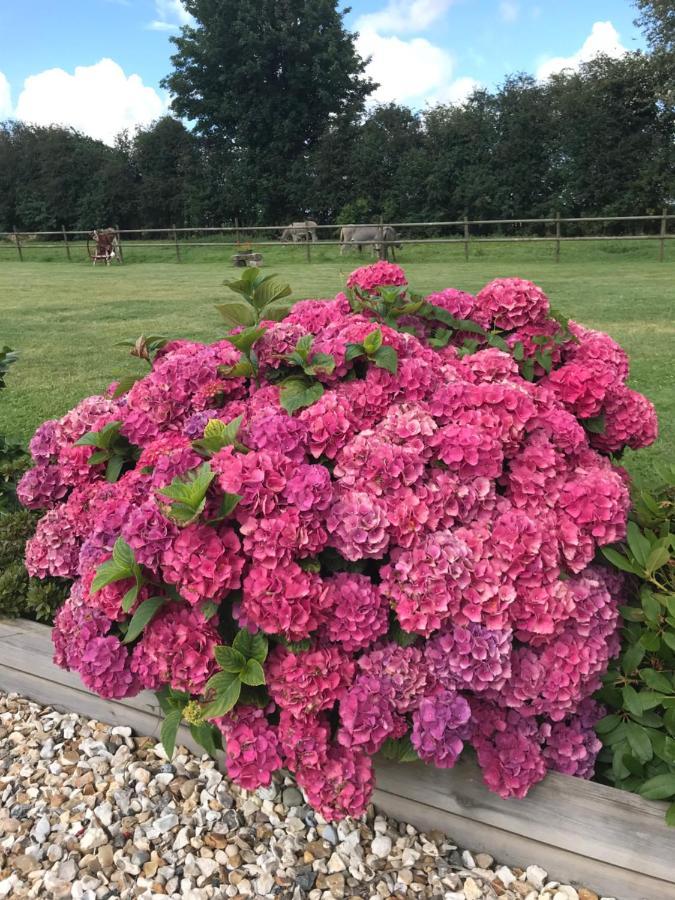 La Grange Aux Hortensias Thiergeville Exterior foto